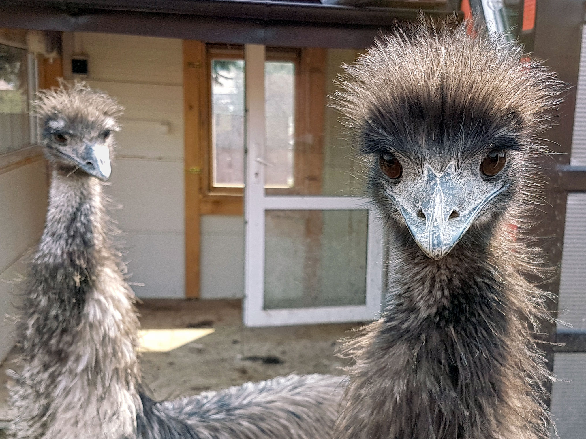 Emu hnedý Fotografie zdarma na stiahnutie FotkyZadarmo.sk