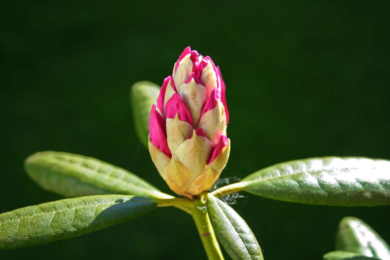 Azalka - Rododendron indický
