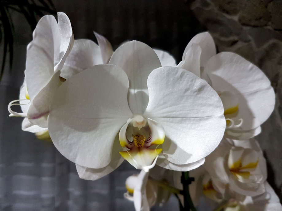 Biela Orchidea