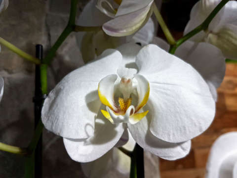 Pestovanie orchideí