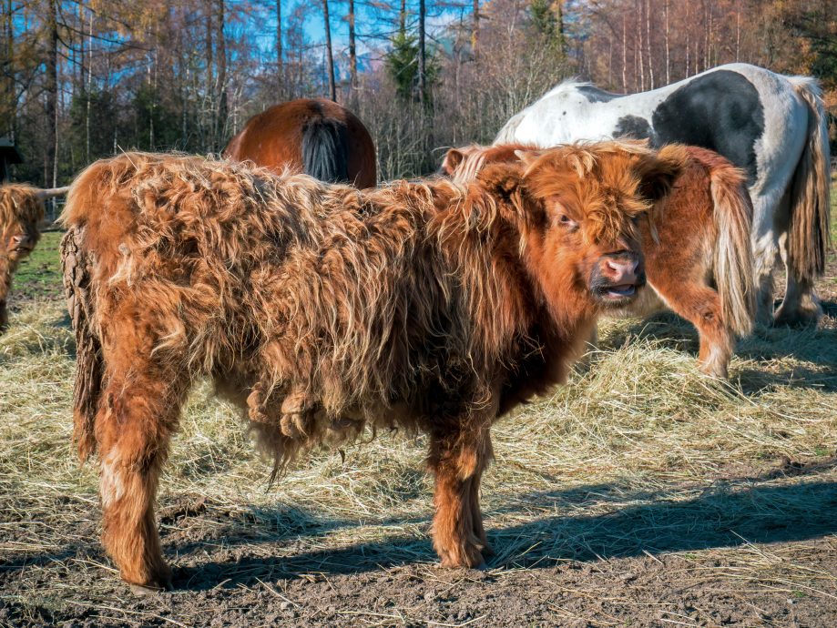 Škótsky náhorný dobytok