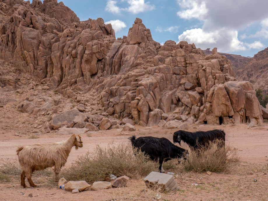 Kozy na púšti v Jordánsku