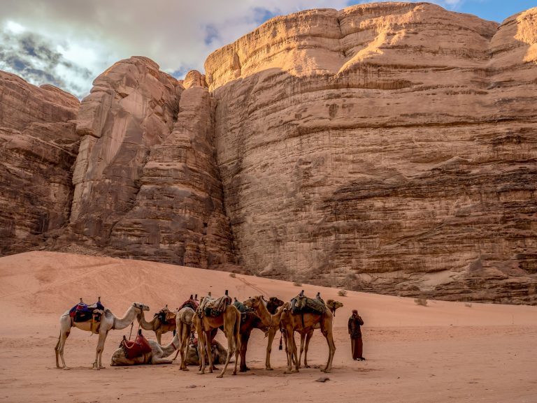 Ťavy v jordánskej púšti Wadi Rum