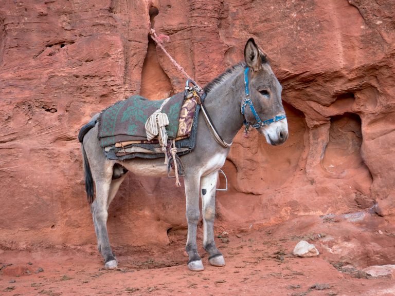 Osol púšť Wadi Rum