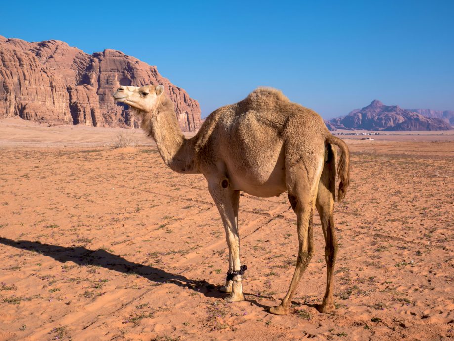 Ťava v púšti Wadi Rum