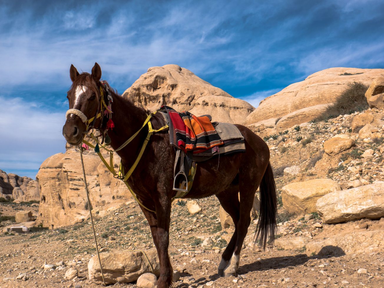 Turistika v Jordánsku na koni