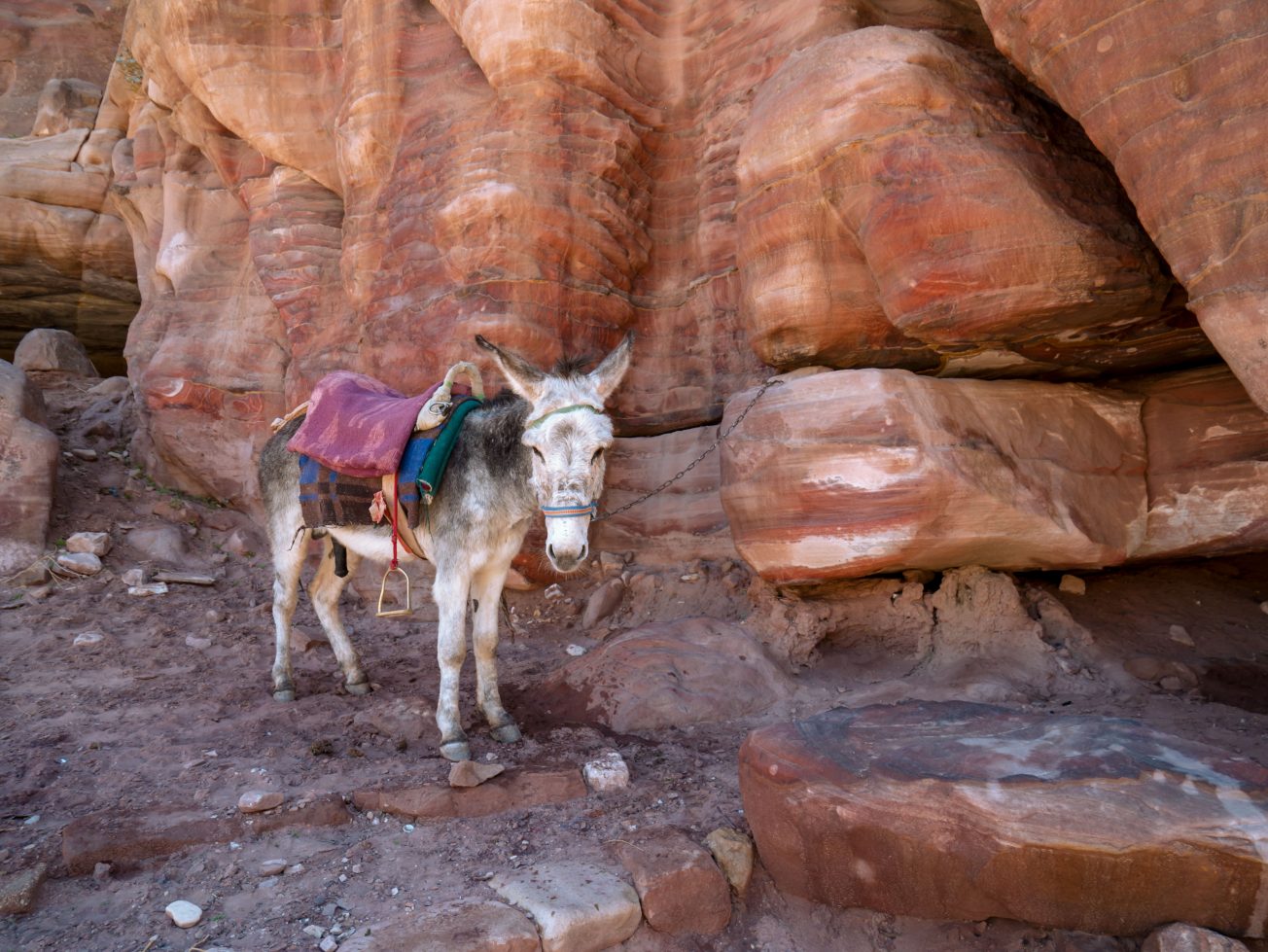 Osol v púšti Wadi Rum