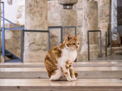 Mačka v kláštore