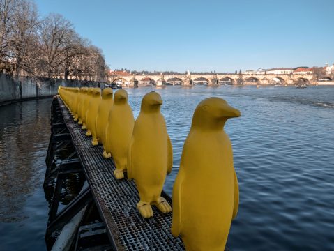 Žltí tučniaci na Vltave