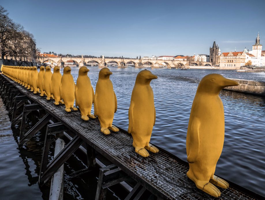 Fotka žlté tučniaky na kampe