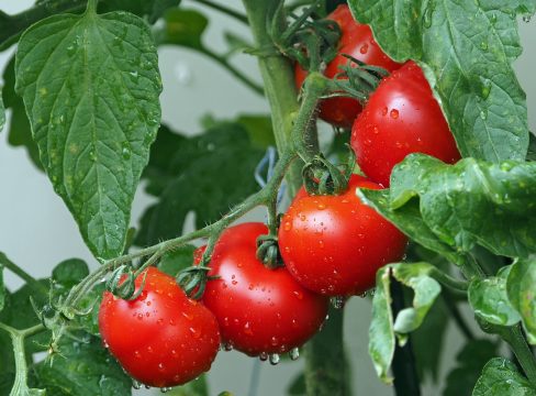 Sadenie paradajok