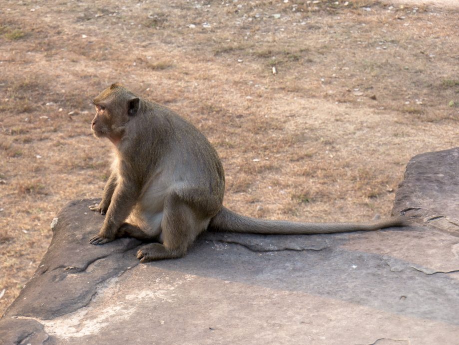 Opica v komplexe Angkor