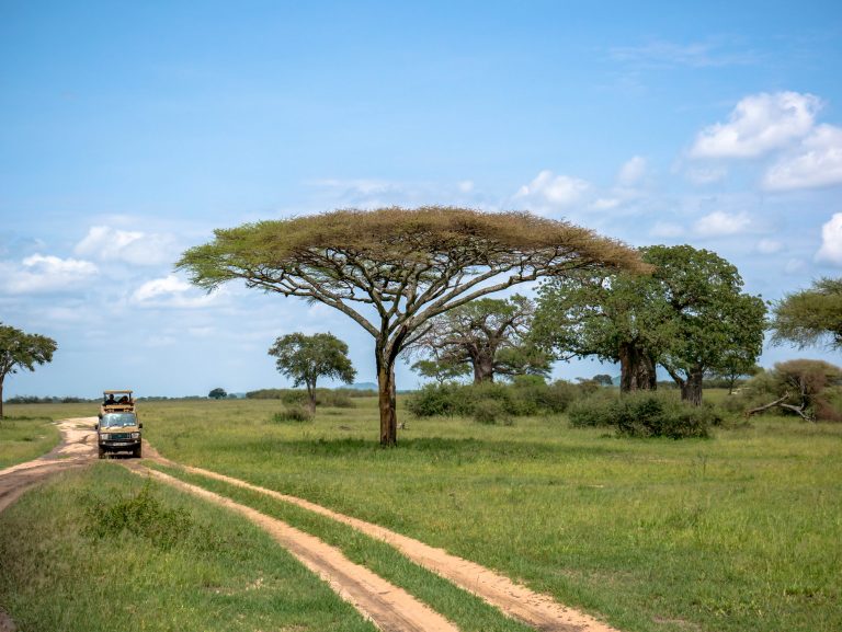Safari Tanzánia