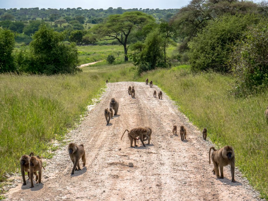 Opice na ceste