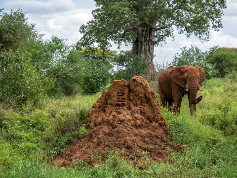 Slon v Tanzánii